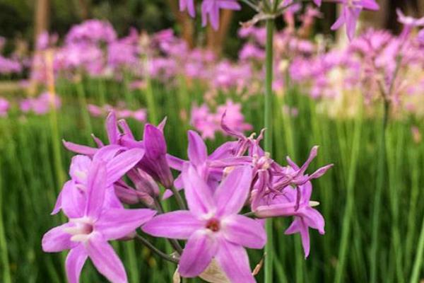 紫娇花的花语是什么，花语是铭记于心