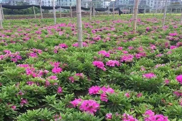 毛杜鹃与映山红的区别是什么，二者是同一种植物