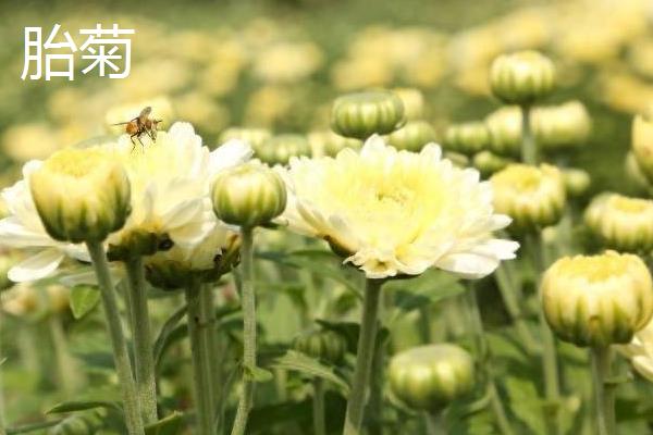 胎菊和菊花的区别是什么，品种、采摘时间均不同