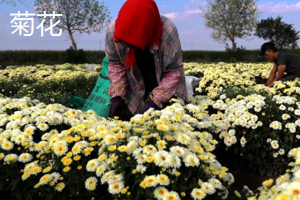 胎菊和菊花的区别是什么，品种、采摘时间均不同