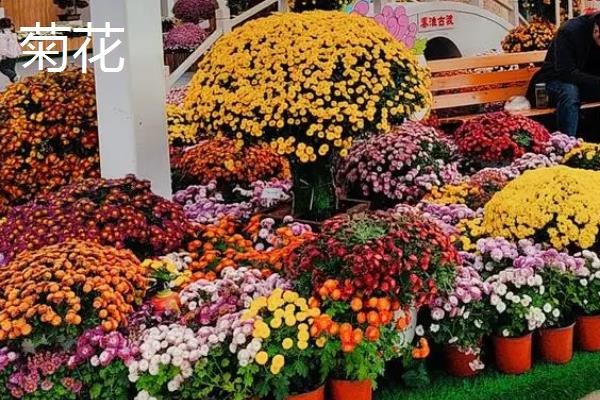 胎菊和菊花的区别是什么，品种、采摘时间均不同