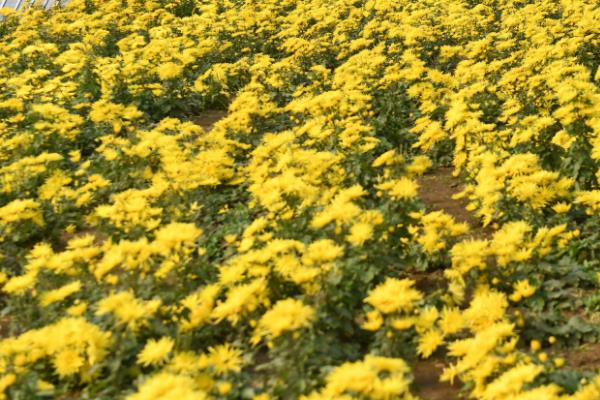 胎菊和菊花的区别是什么，品种、采摘时间均不同