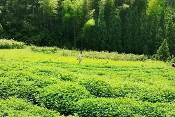 黄柏如何栽培，可种子繁殖也可分根繁殖