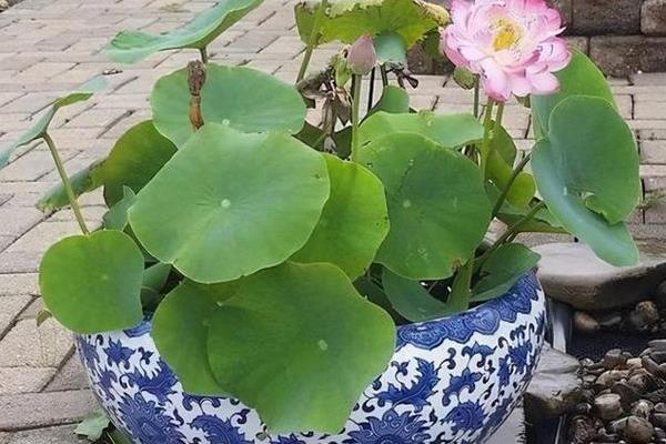 何时栽培南斯拉夫雪莲藕，炎热多雨、气温达到12-15℃以上的季节适合种植