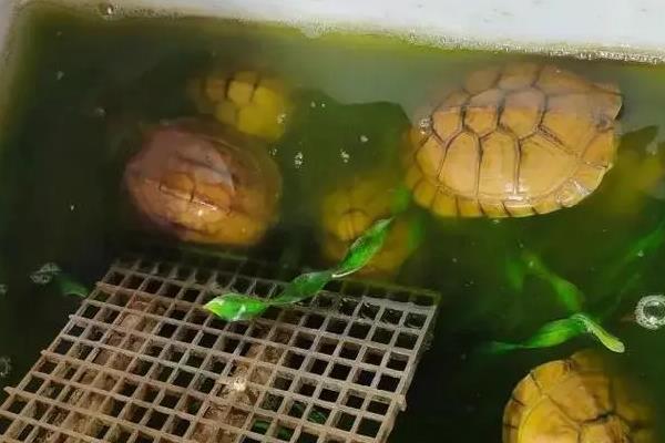 夏季养龟要注意什么，需勤换水保持水质