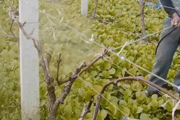 对葡萄施肥的方法，不同时期所需的肥料有区别