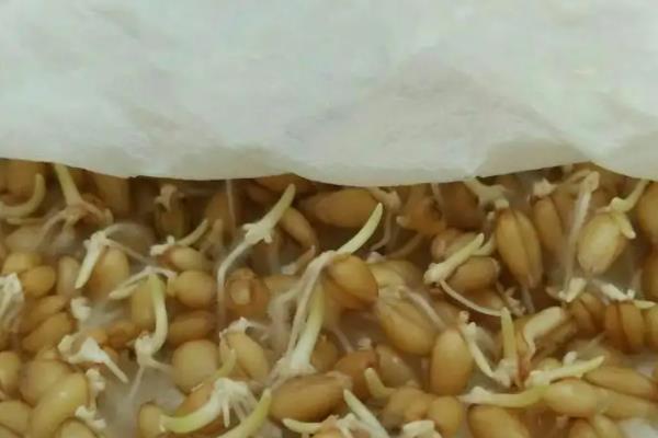 小麦草如何种植，种植前种子需浸泡6小时左右