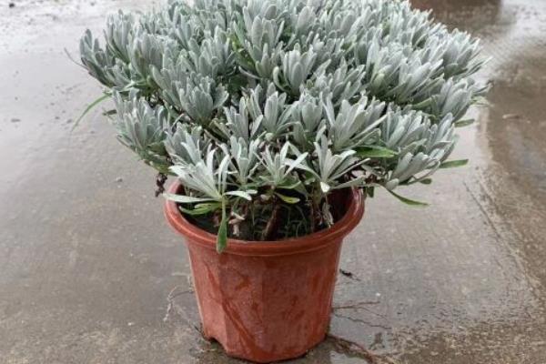 如何修剪芙蓉菊，密生枝、徒长枝、交叉枝都要疏除
