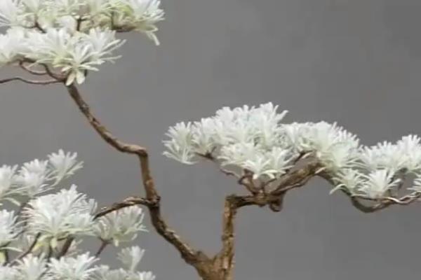 如何修剪芙蓉菊，密生枝、徒长枝、交叉枝都要疏除