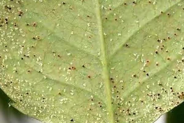 盆栽花卉虫害有哪些，常见的有蚜虫类、叶螨类和白粉虱