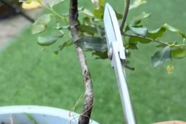 盆栽花卉虫害有哪些，常见的有蚜虫类、叶螨类和白粉虱
