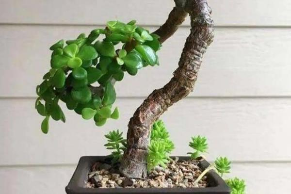 玉树花的养殖方法，可使用泥质花盆、塑料盆、瓷盆等