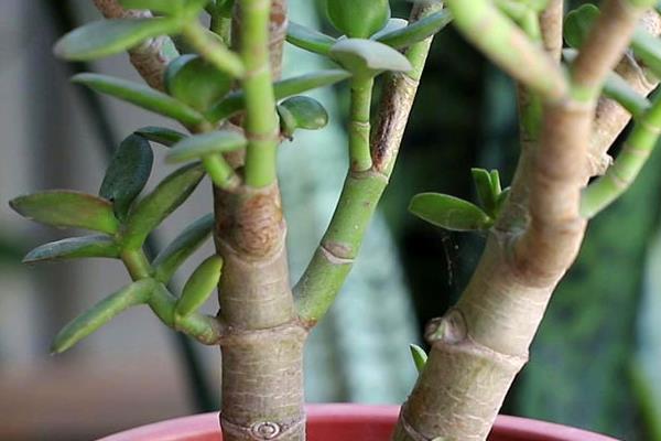 玉树花的养殖方法，可使用泥质花盆、塑料盆、瓷盆等