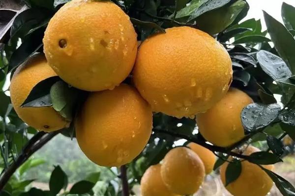 脐橙和甜橙的区别，外观、口感均不同