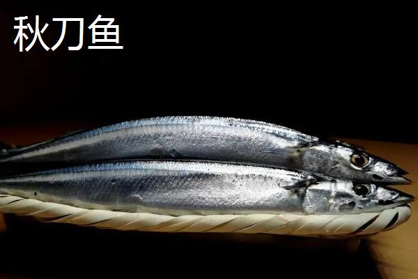 秋刀鱼与青占鱼有什么区别，秋刀鱼属于竹刀鱼科、青占鱼属于鲭科