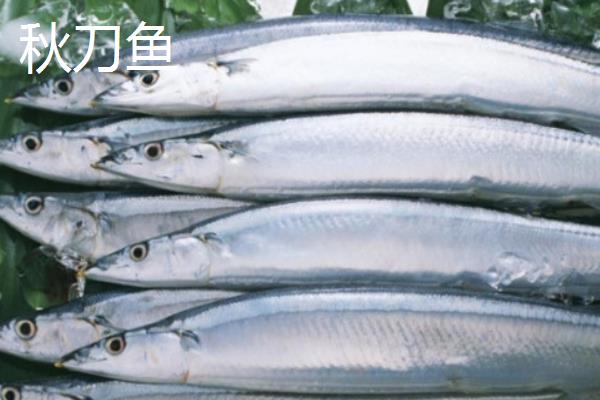 秋刀鱼与青占鱼有什么区别，秋刀鱼属于竹刀鱼科、青占鱼属于鲭科
