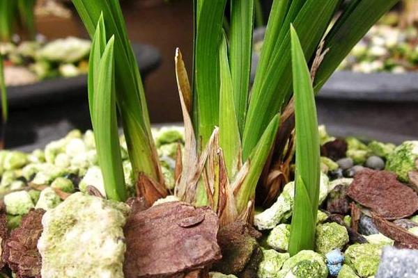 壮根剂如何使用，苗床育苗时每株约1至2克用量