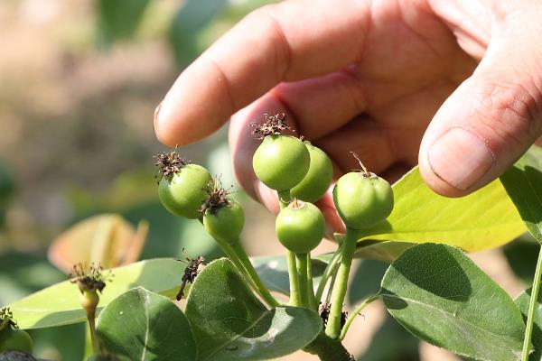 尿素有哪些新用途，能起到调节花量、疏花疏果、防治虫害等作用