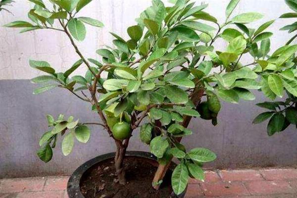 北方可以种植柚子吗，北方一样可以种植柚子