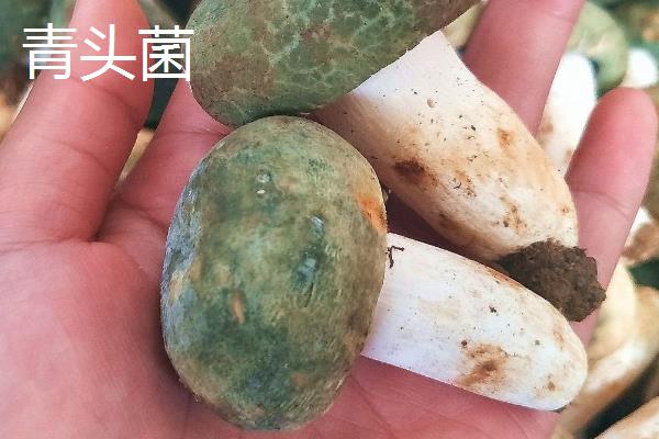 野生菌的生长速度，在温暖湿润的地方只需10天即可成熟