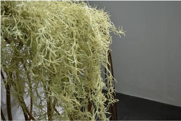 松萝铁兰的繁殖方法，从植株上剪下侧株再放到通风半阴处养护即可