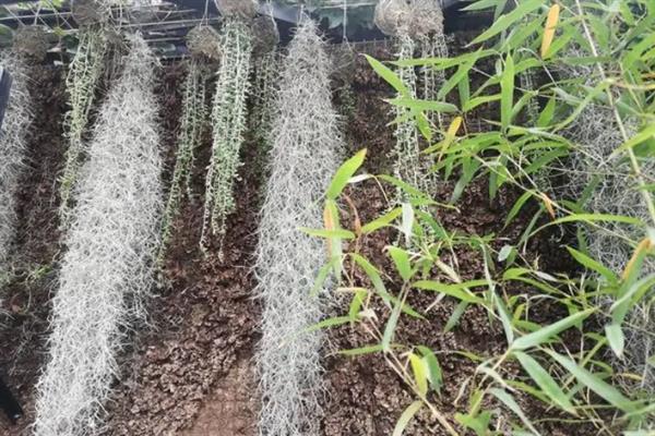 松萝铁兰的繁殖方法，从植株上剪下侧株再放到通风半阴处养护即可