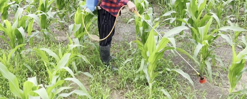 玉米的打药次数，一般要打3次