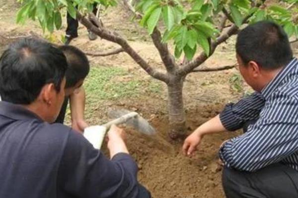 俄罗斯8号樱桃品种简介，果实个头较大且汁水丰富