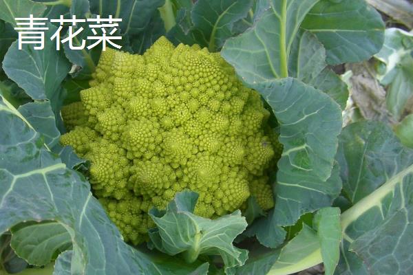 有哪些十字花科植物，常见的有小白菜、紫菜薹、椰菜等