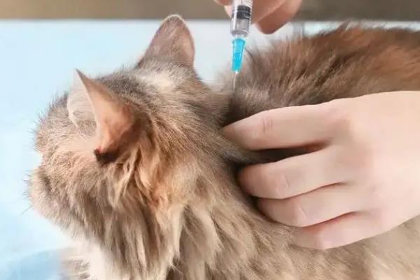 如何才能让猫咪排除胎盘，可以打一针催产素