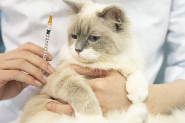 如何才能让猫咪排除胎盘，可以打一针催产素