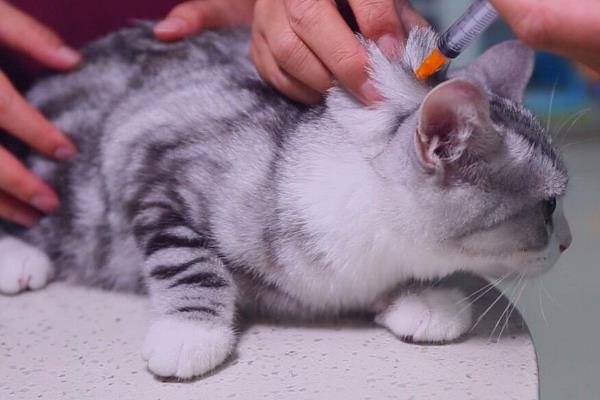 如何才能让猫咪排除胎盘，可以打一针催产素