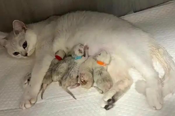 如何才能让猫咪排除胎盘，可以打一针催产素