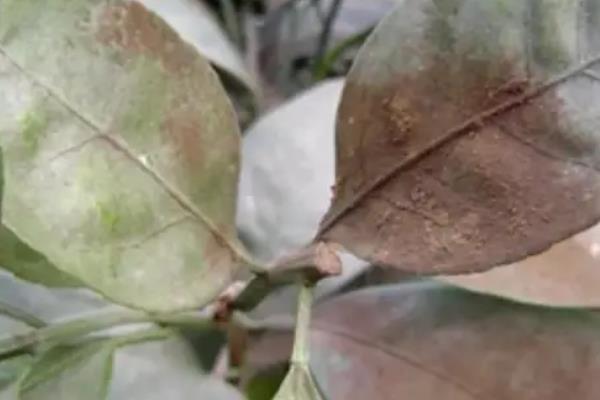 巴戟天怎么种植，早春时勤除杂草