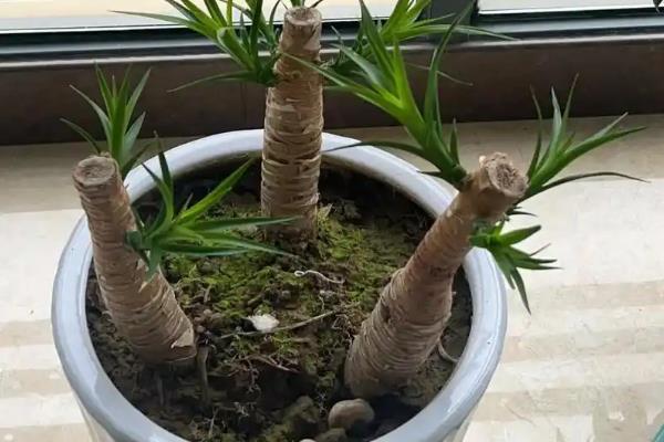 龙血树去头后如何才能快速发芽，可先给它换盆土