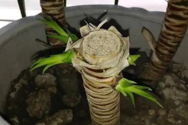 龙血树去头后如何才能快速发芽，可先给它换盆土