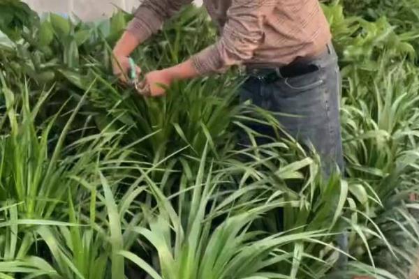 龙血树去头后如何才能快速发芽，可先给它换盆土
