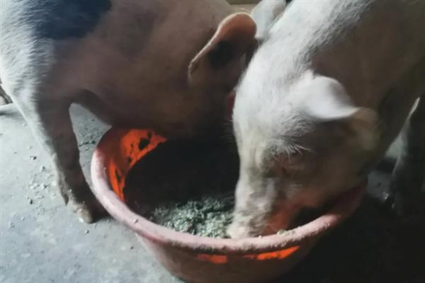 猪磨牙该如何治疗，给猪及时进行驱虫