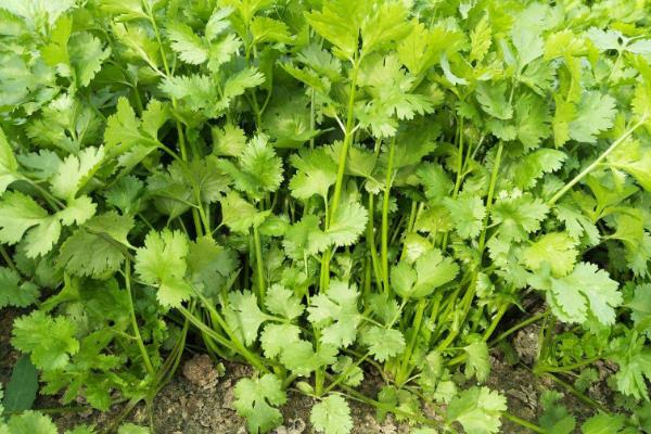 冬季适合种什么蔬菜，菠菜、雪里蕻、香菜等品种可在此时栽培