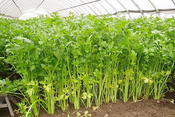 冬季适合种什么蔬菜，菠菜、雪里蕻、香菜等品种可在此时栽培