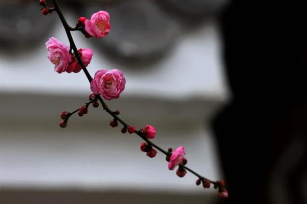 梅花的花朵为何朝下，花朵朝下能够躲避风雪