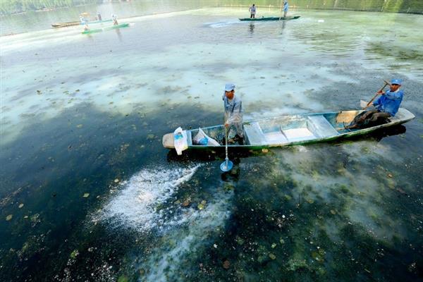 淡水鲈鱼怎么养殖，水体透明度要保持在30-40厘米
