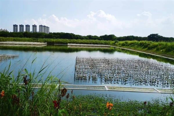 淡水鲈鱼怎么养殖，水体透明度要保持在30-40厘米