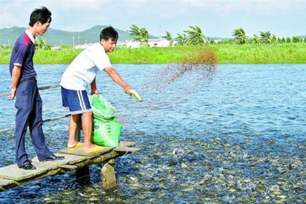 淡水鲈鱼怎么养殖，水体透明度要保持在30-40厘米