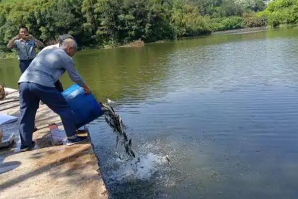 淡水鲈鱼怎么养殖，水体透明度要保持在30-40厘米