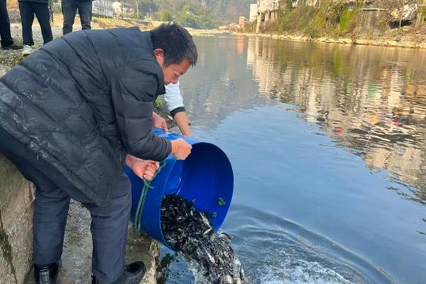 淡水鲈鱼怎么养殖，水体透明度要保持在30-40厘米