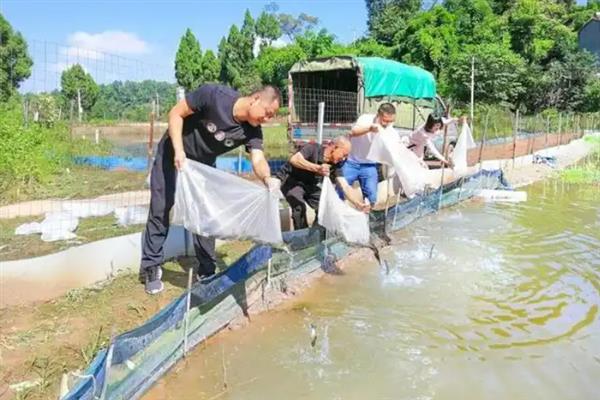 淡水鲈鱼怎么养殖，水体透明度要保持在30-40厘米