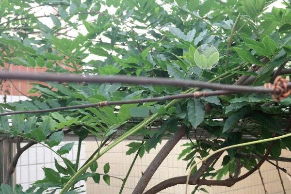 多花紫藤的种植方法，种植地的土层要深厚