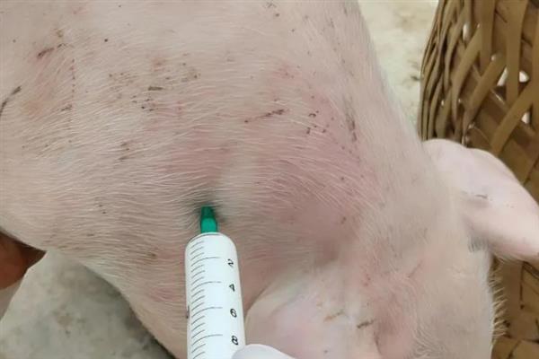 治疗猪丹毒用哪种药，首选药物是青霉素
