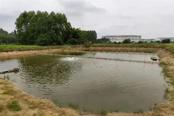 鱼塘中的绿藻怎么清理，可采取注水、消毒、加深水位等措施